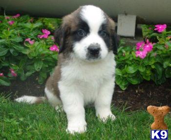 Tucker - St Bernard Male
